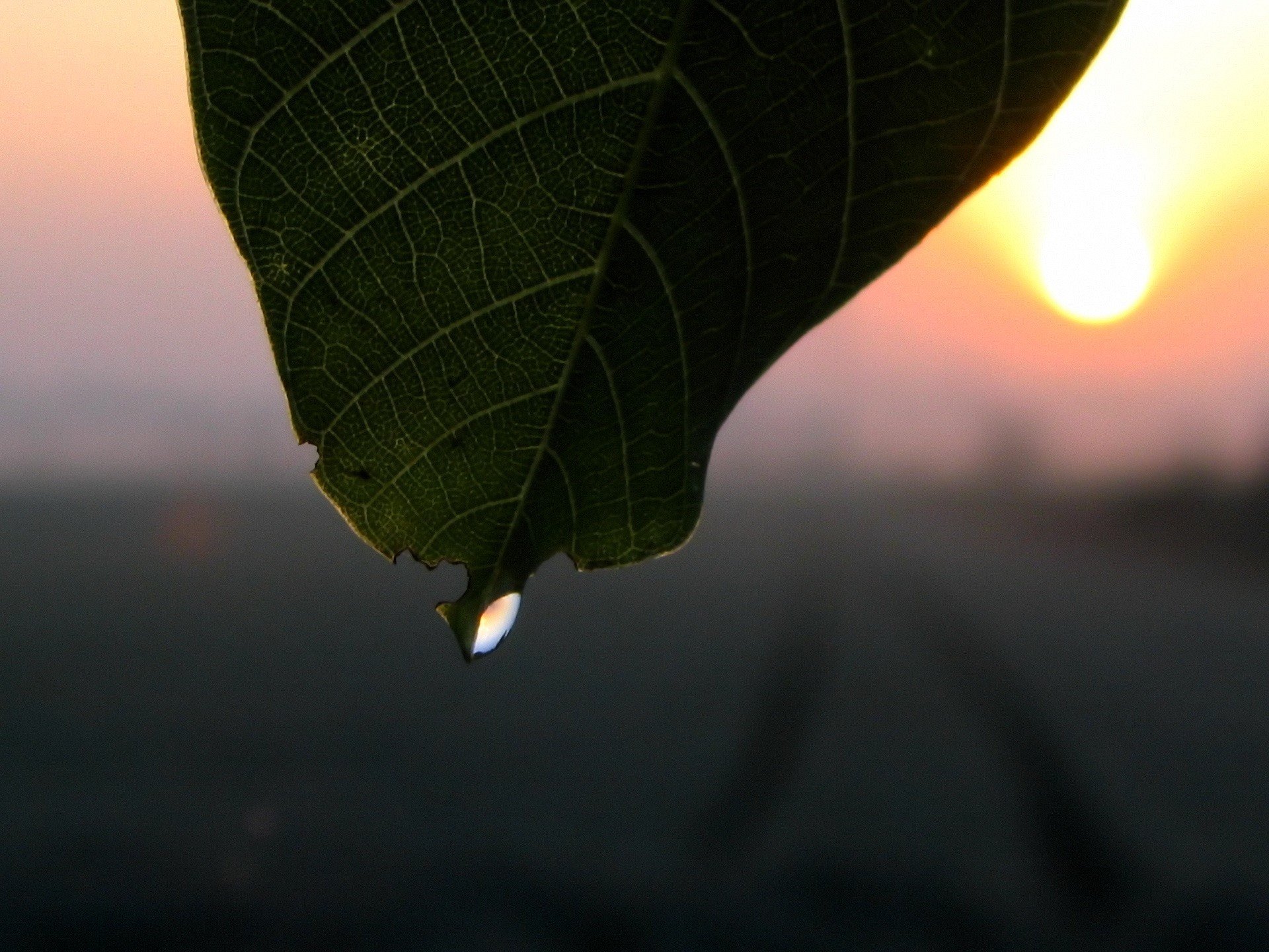 blatt tropfen sonne