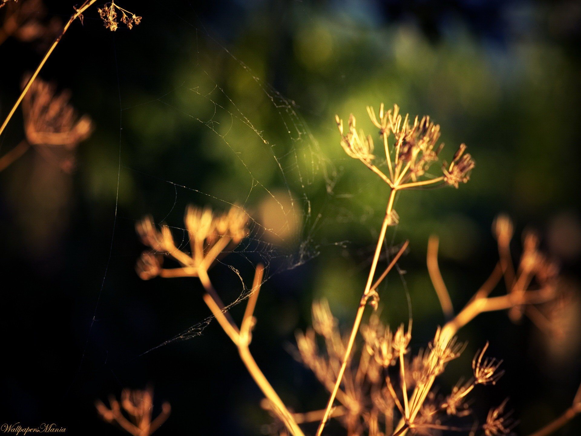 hierba eneldo macro