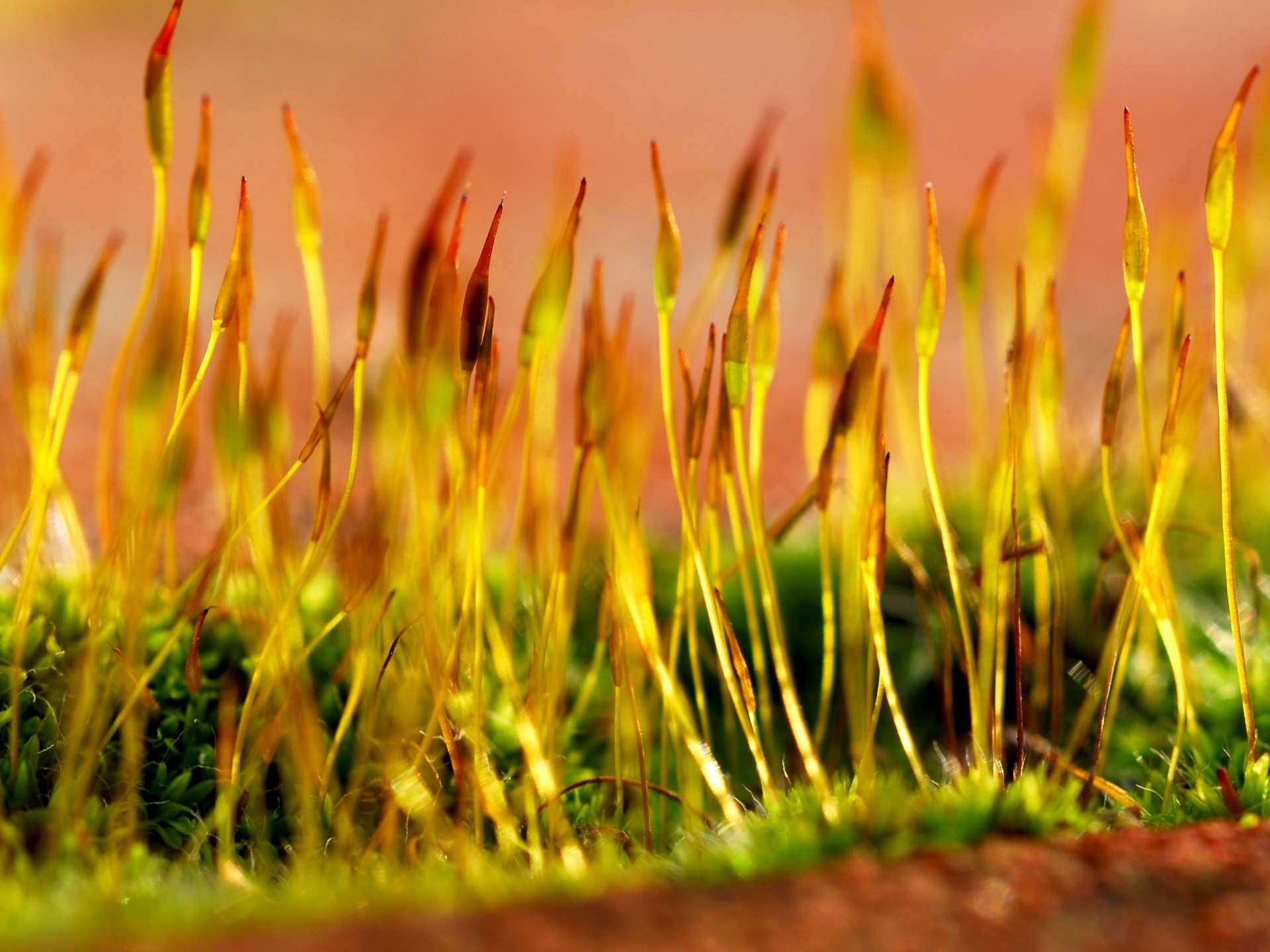 germes pousses plantes