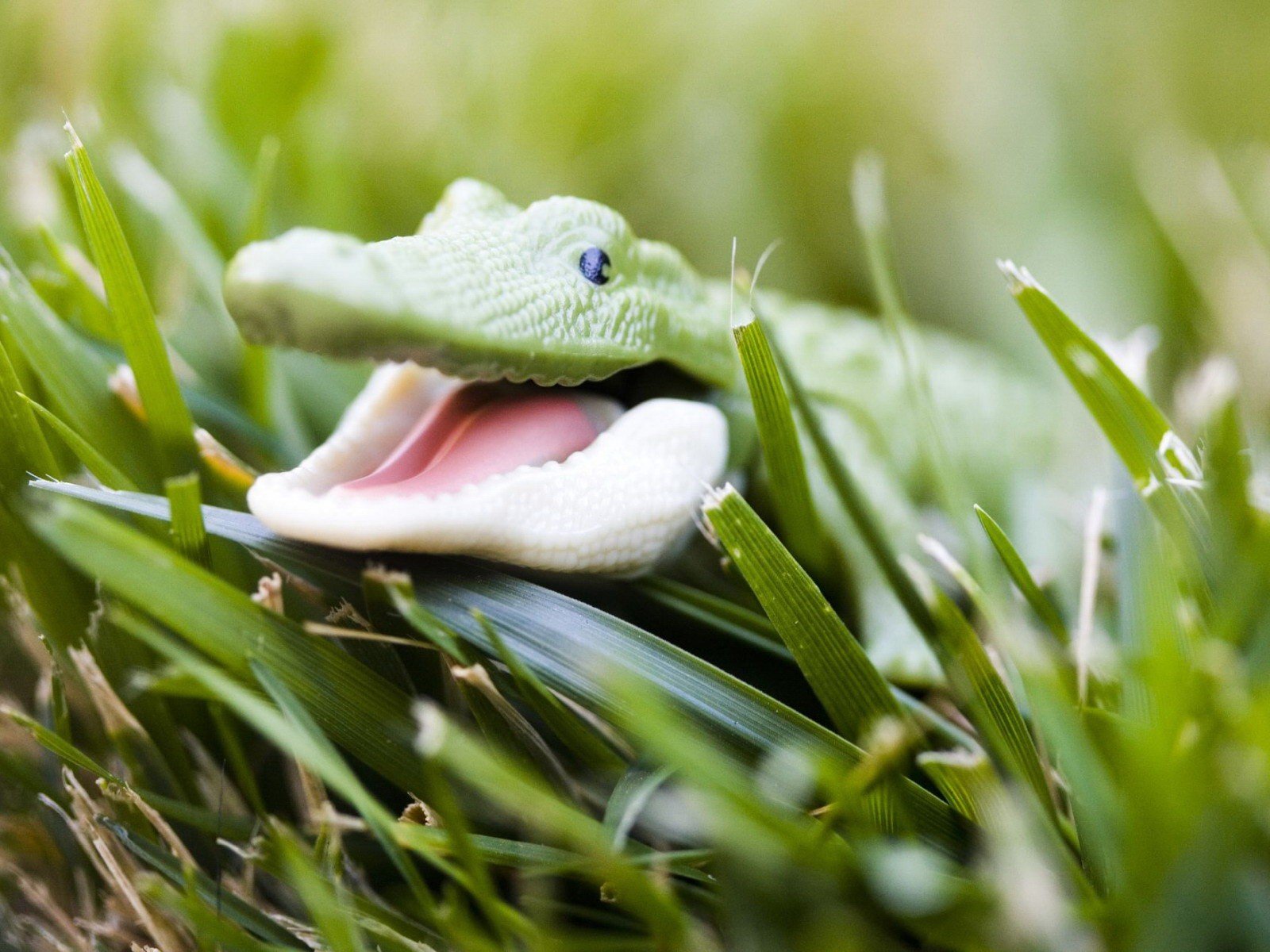 toys grass crocodile