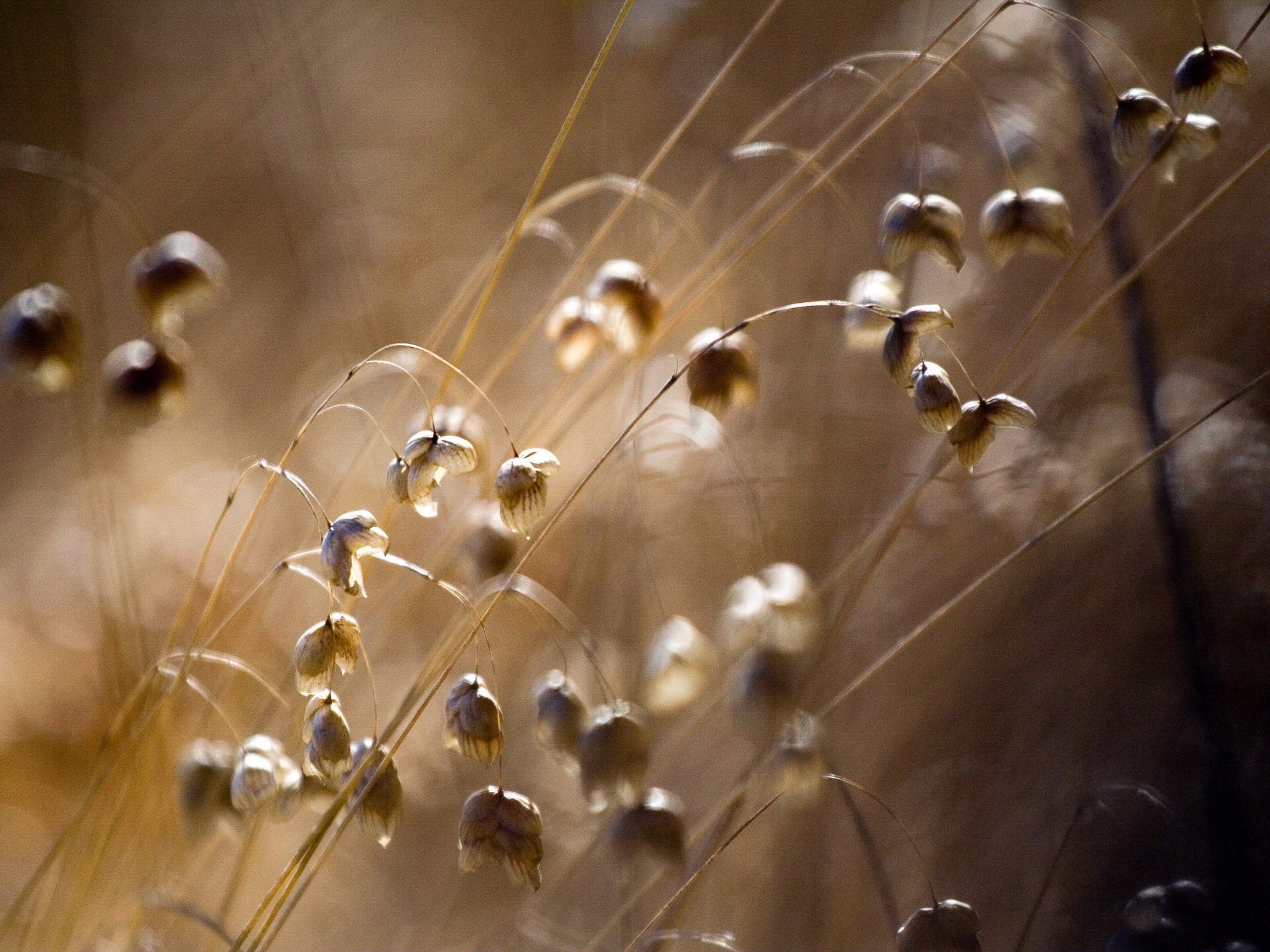 the field flower