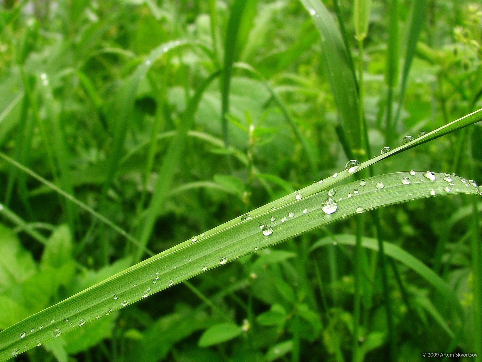 rocío gotas verde hoja