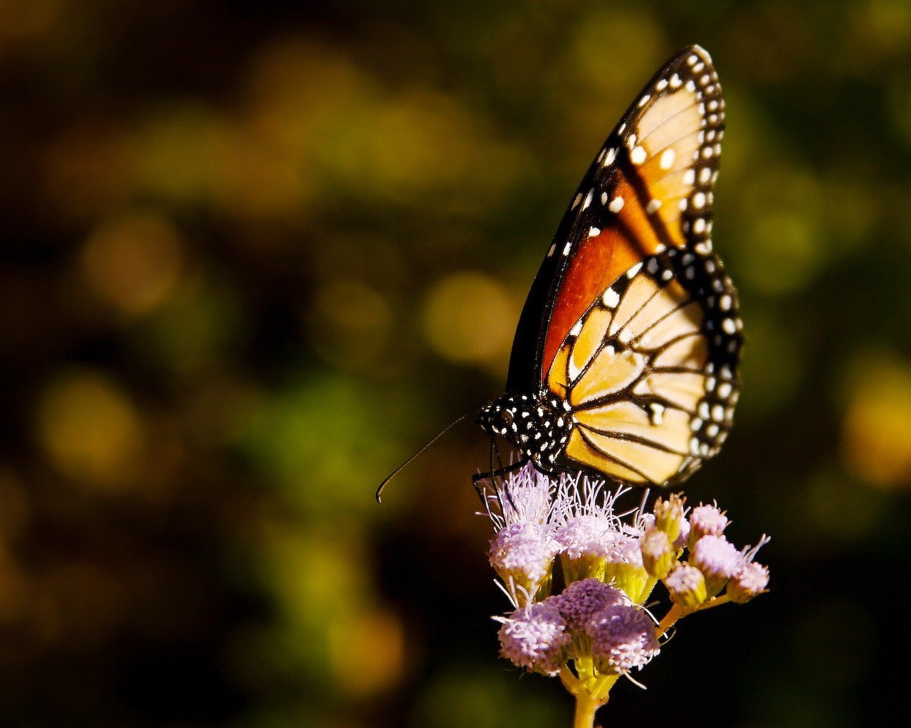 butterfly flower