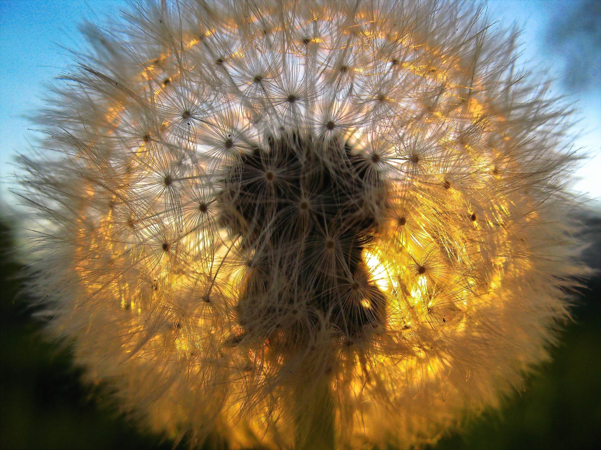 fluff dente di leone