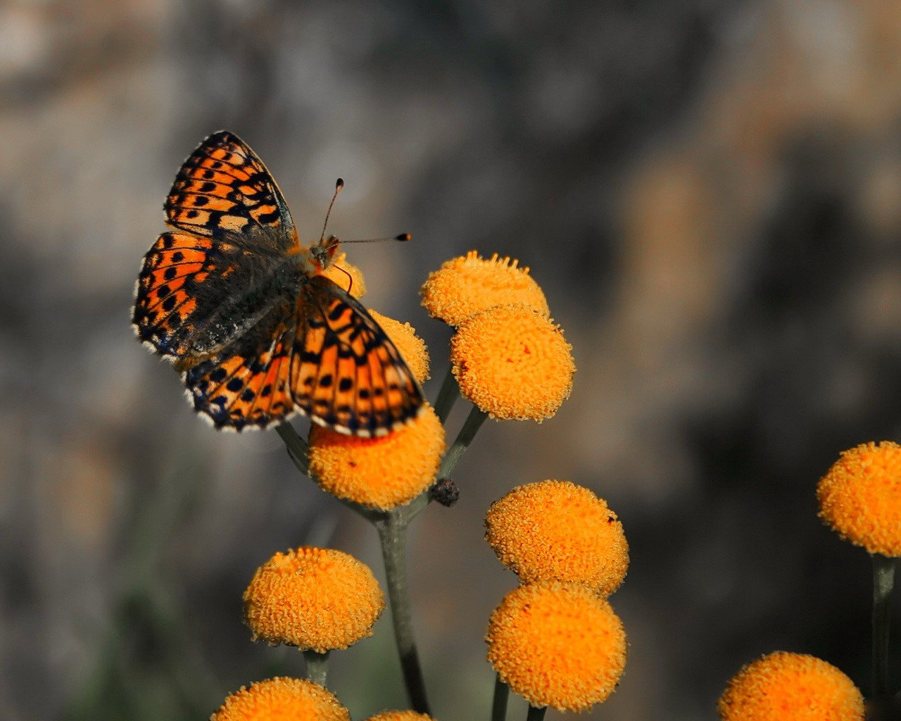 mariposa flores