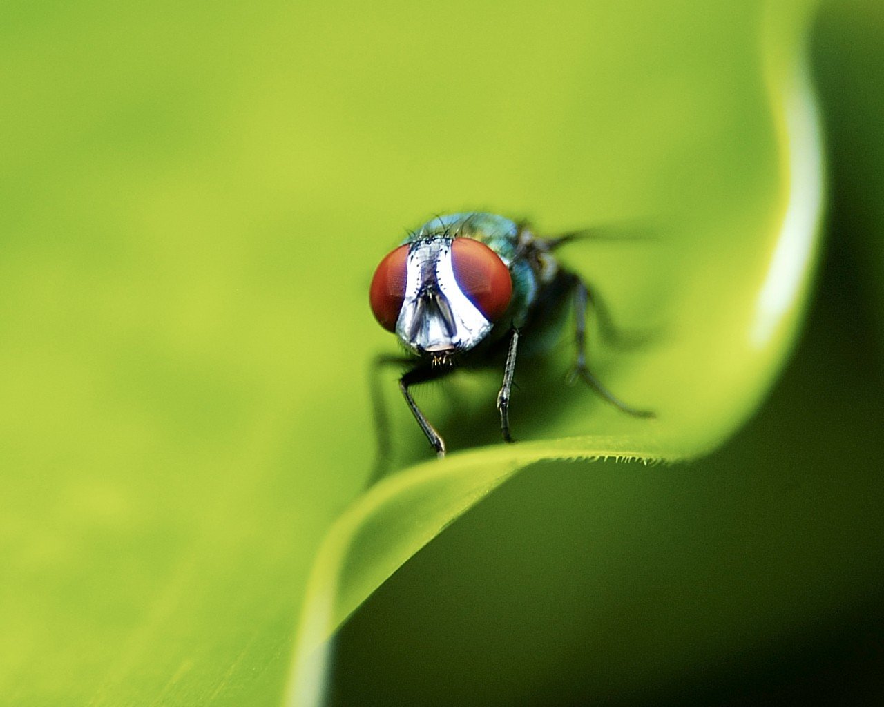 fliege blatt grün