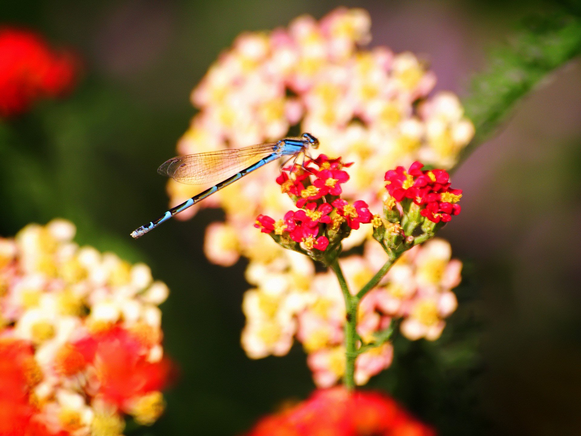 libellula insetti fiori