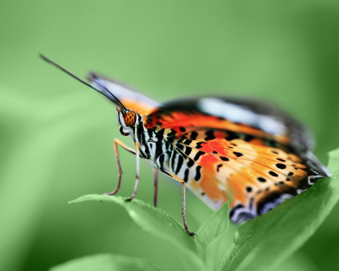 mariposa verde