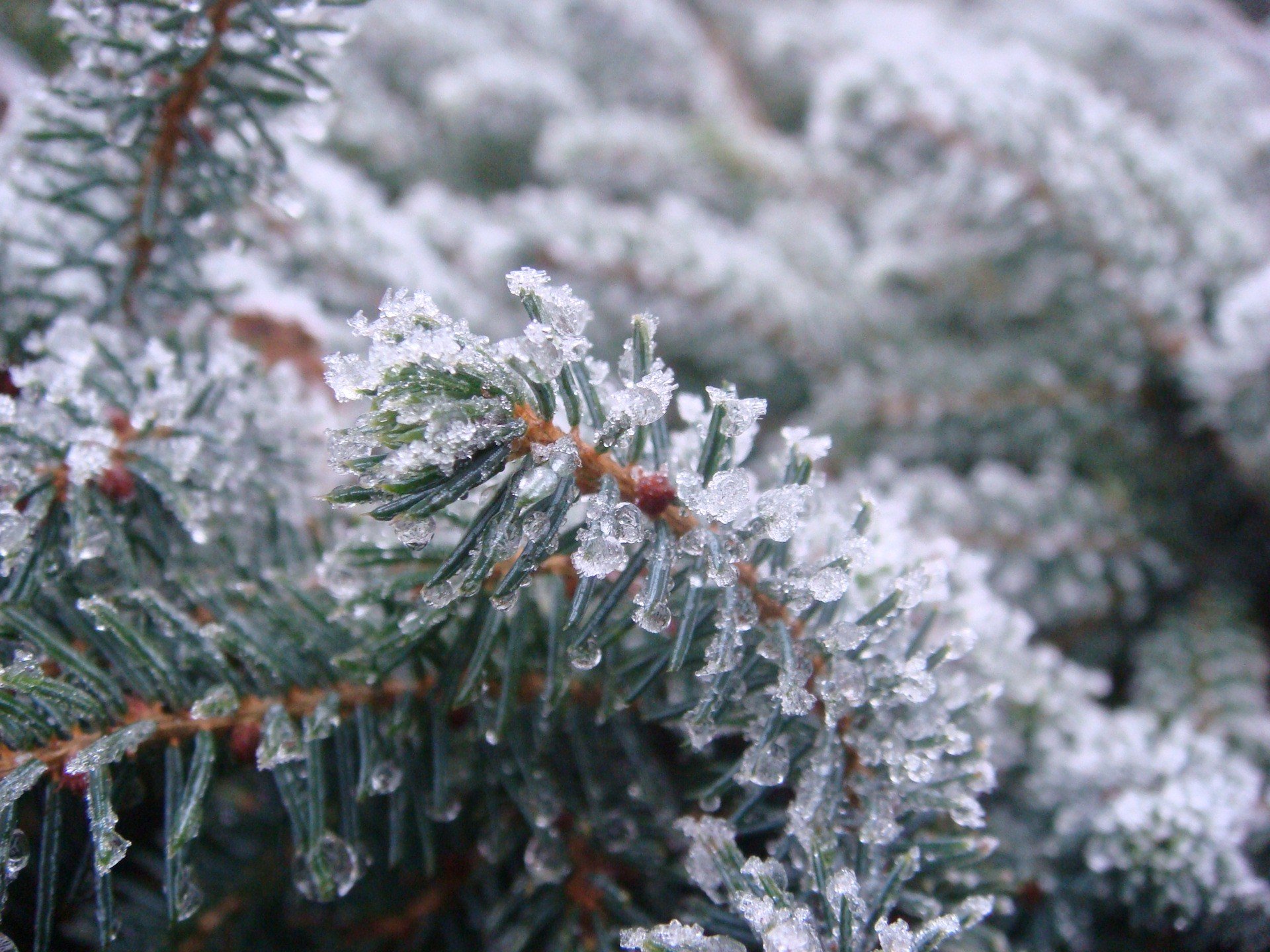 wald fichte eisschollen