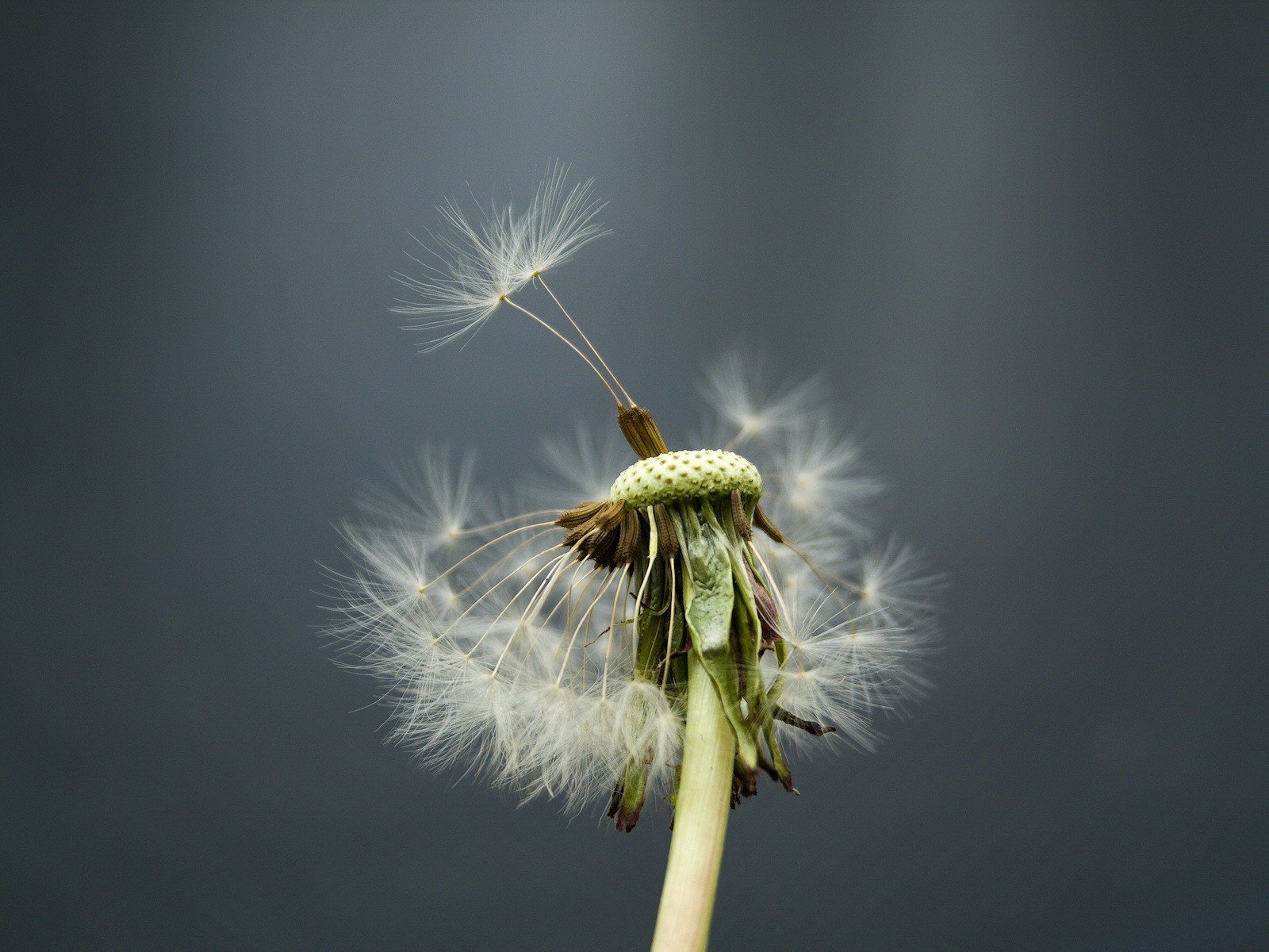 flower dandelion wind