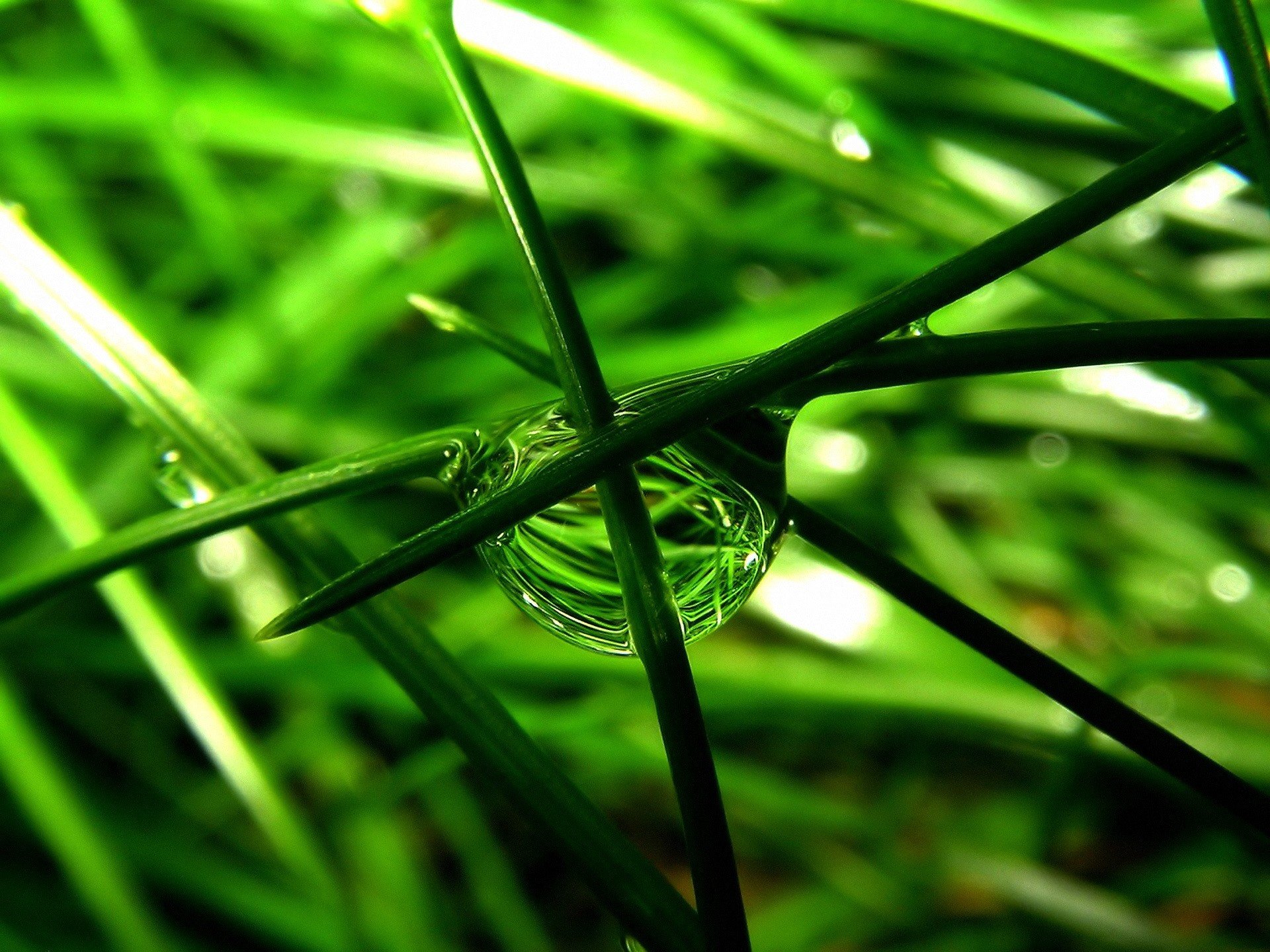 gras tropfen makro