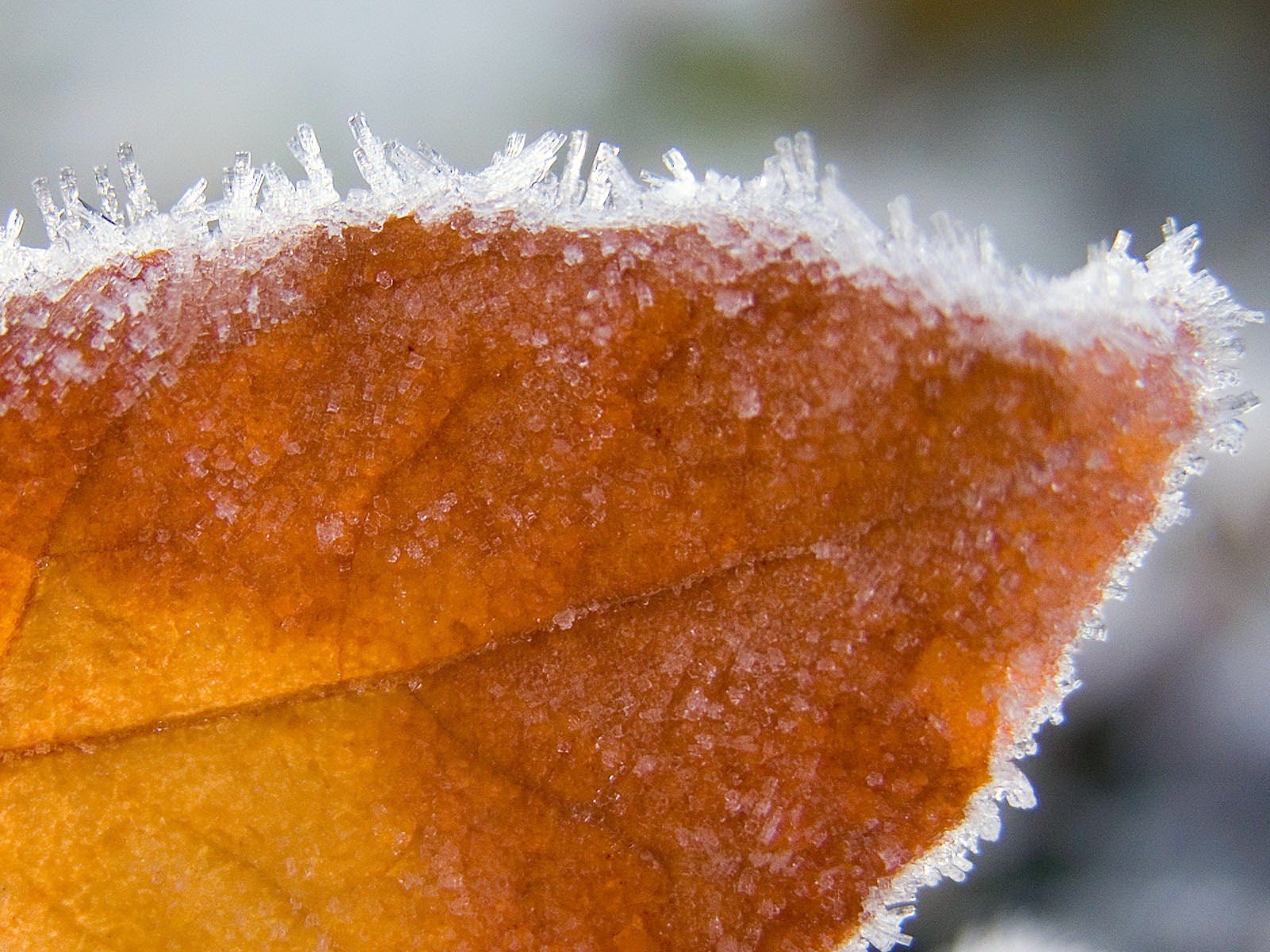 feuille hiver glace