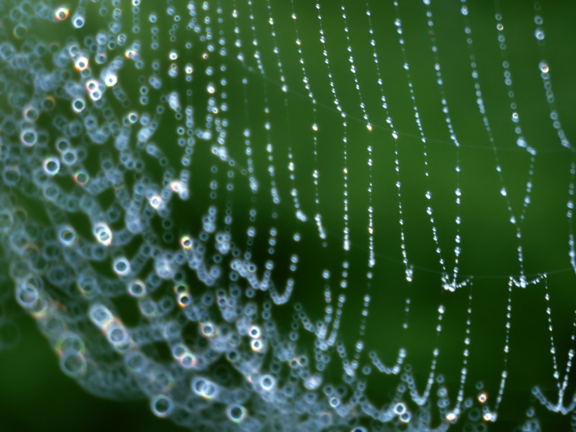 web drops green