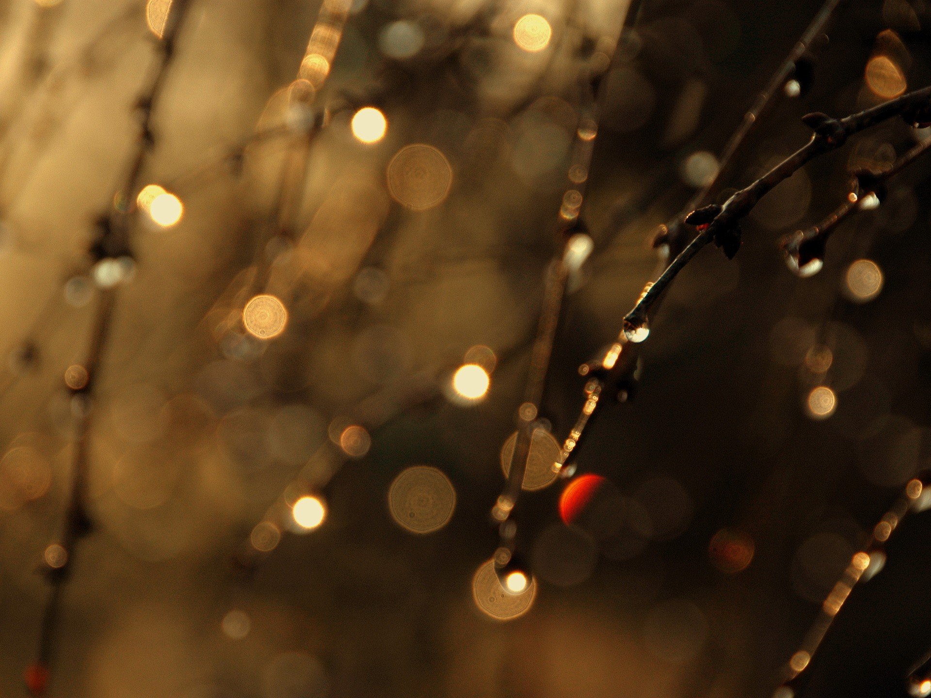 branches drops background