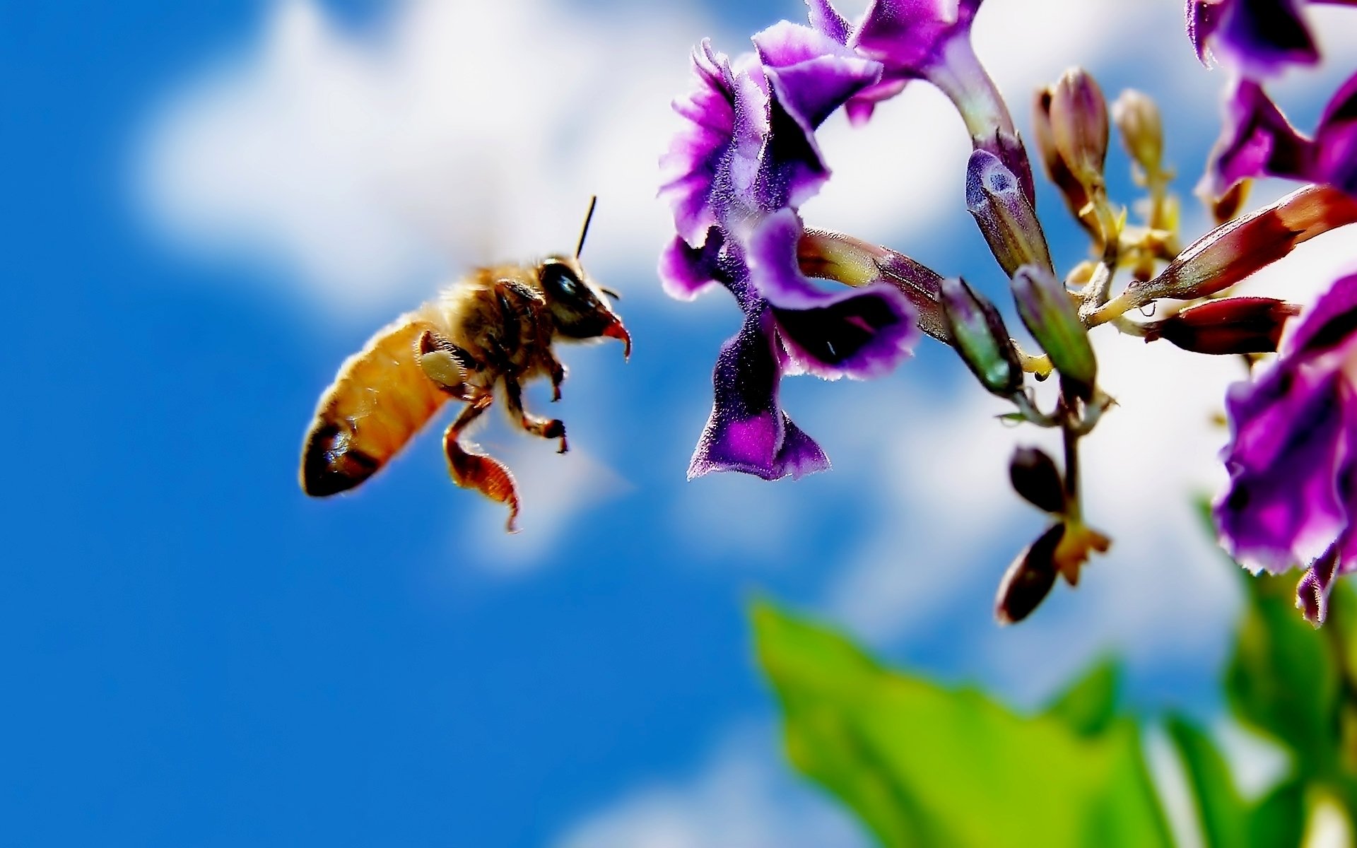 flower bee