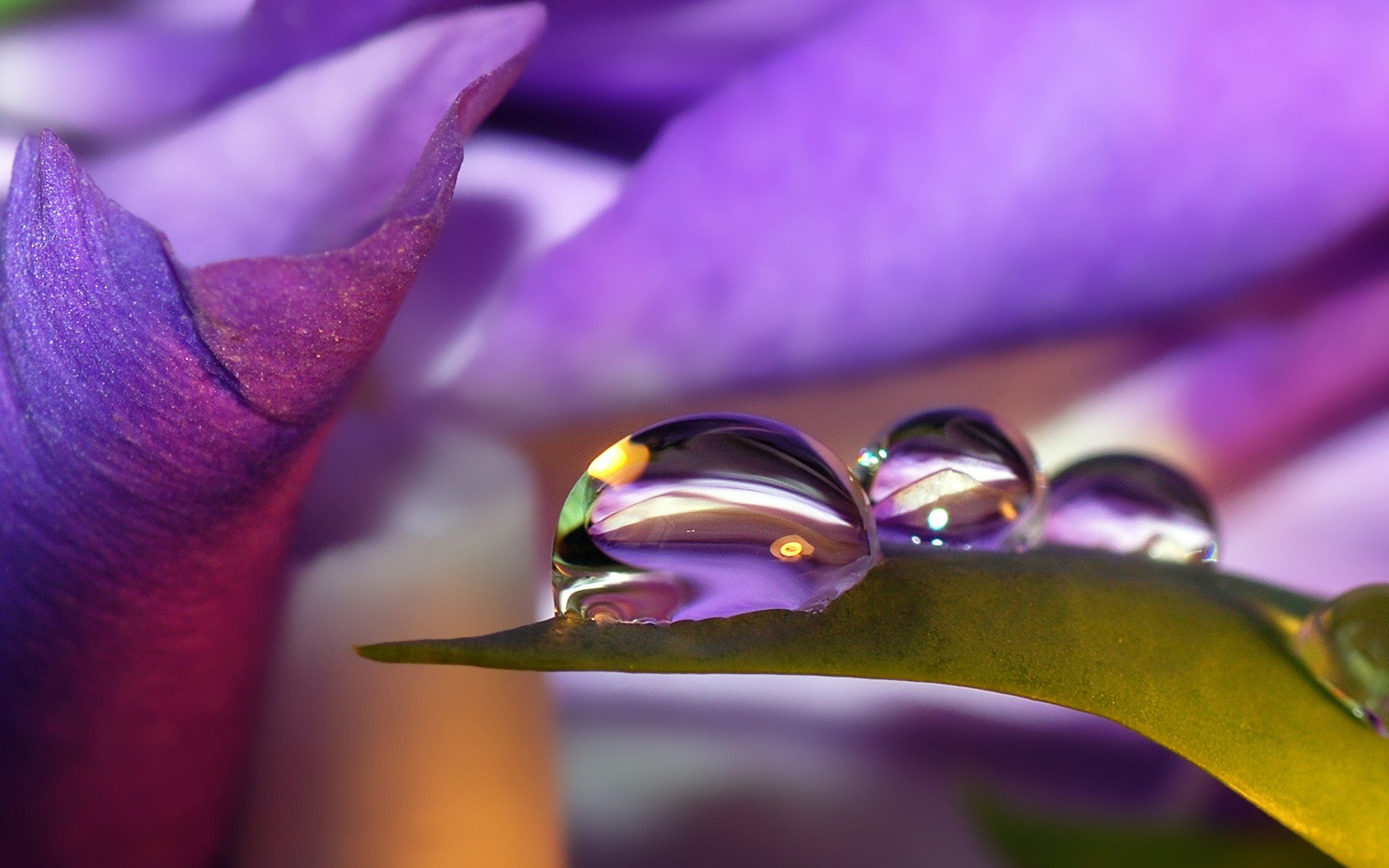 goutte feuilles lilas