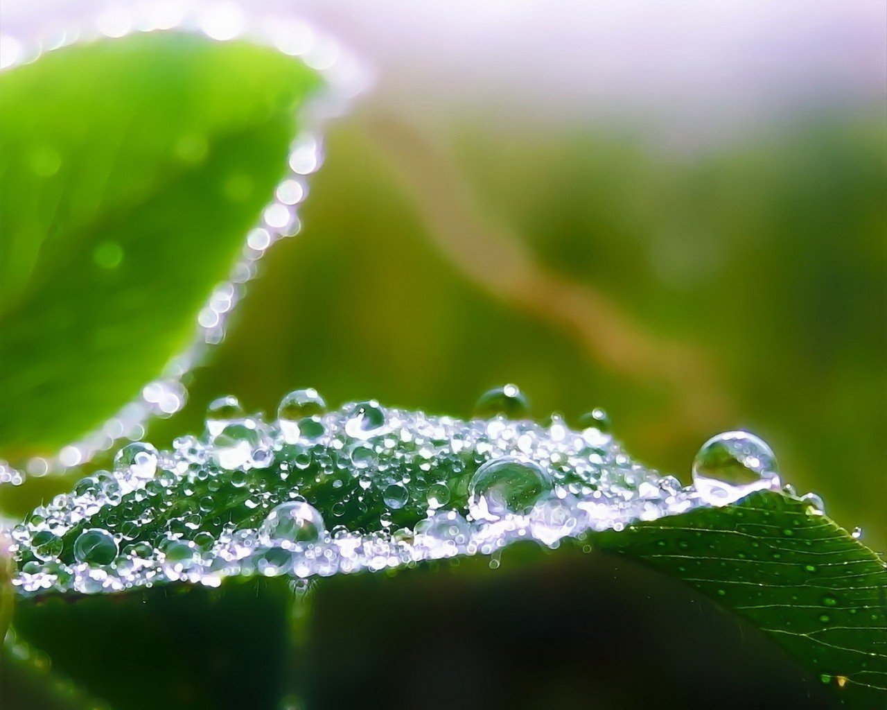 close-up green moisture