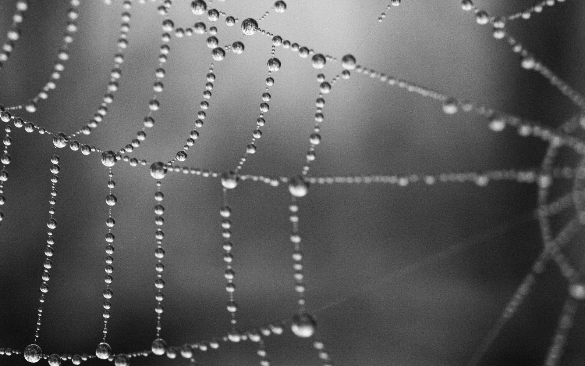 ragnatela bianco e nero rugiada