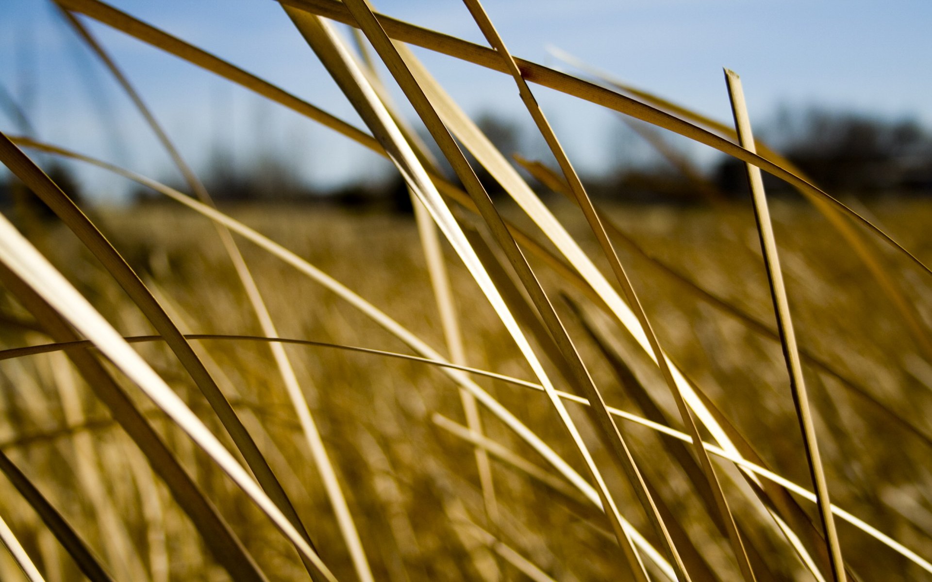 gras blätter