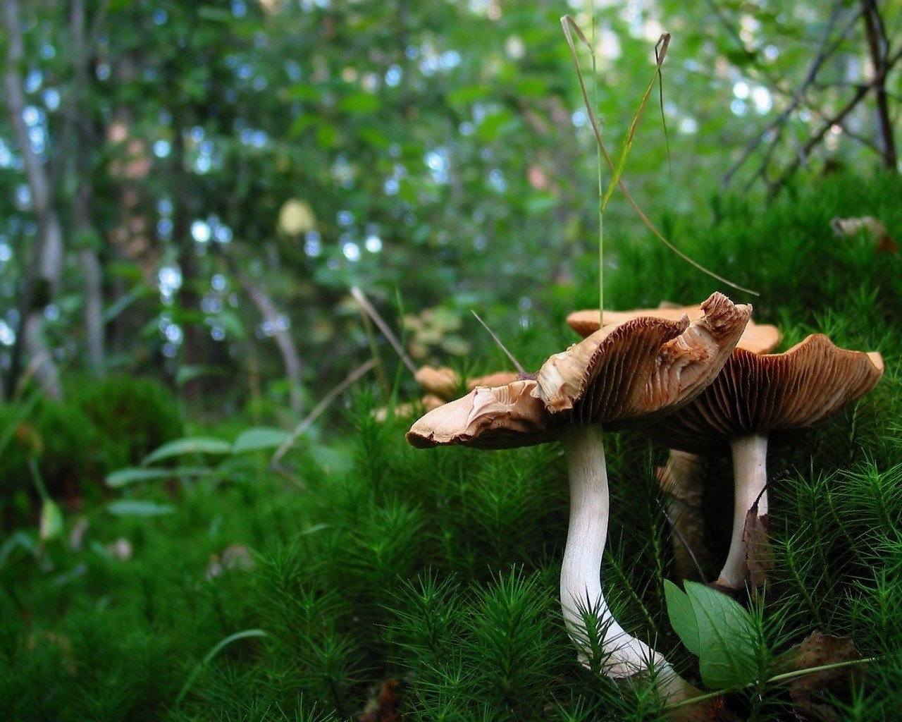 mushrooms grass forest