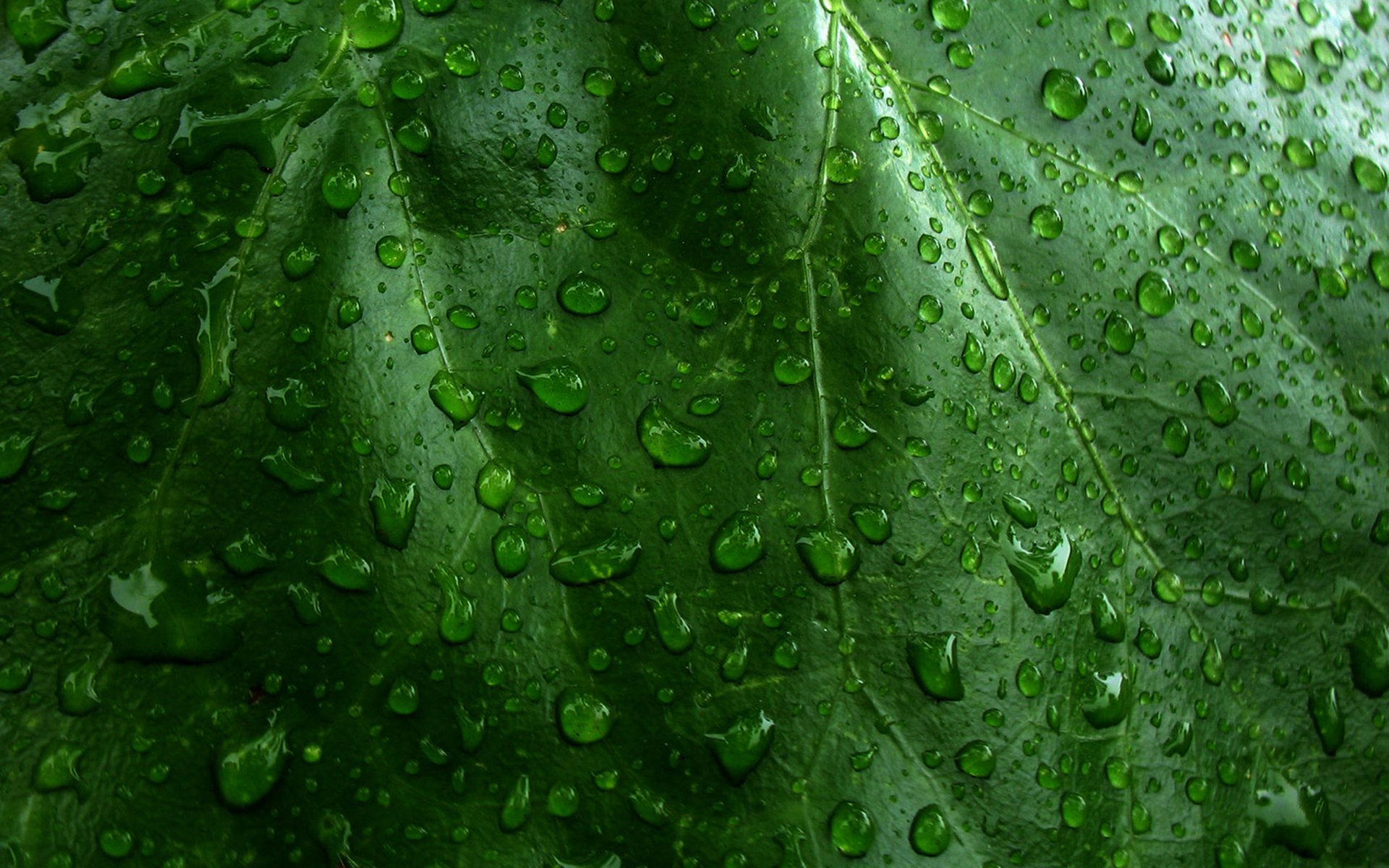 grün blatt tropfen