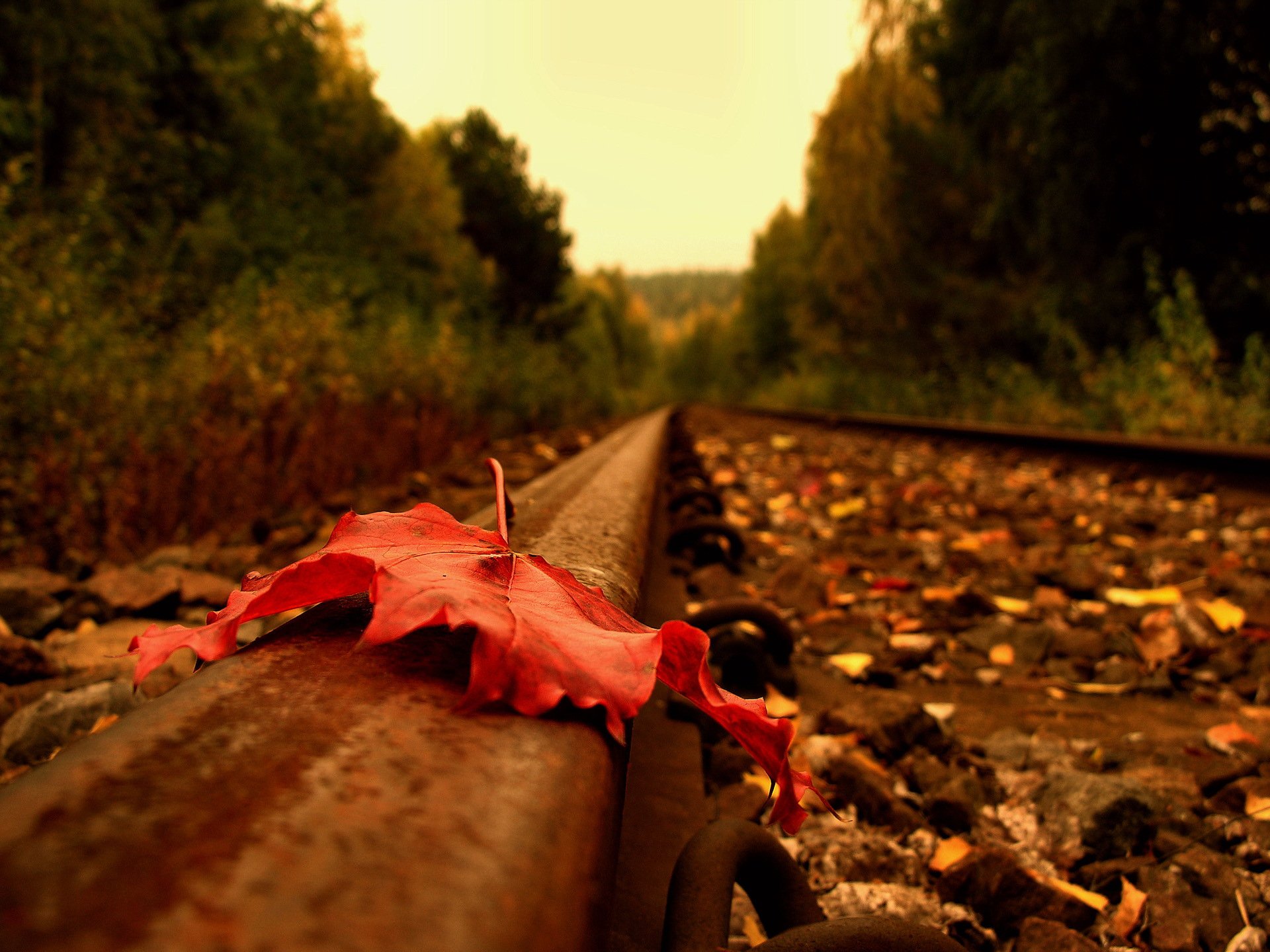 route rails feuille automne