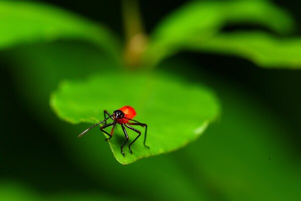 Bug avec un corps rouge sur une feuille