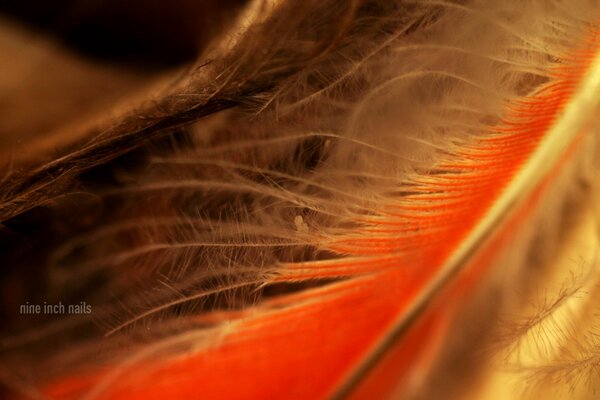 Orange fluffy bird feathers