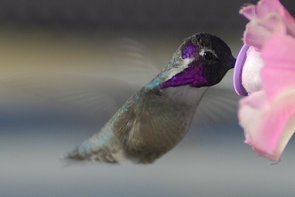 Pájaro colibrí brillante en vuelo