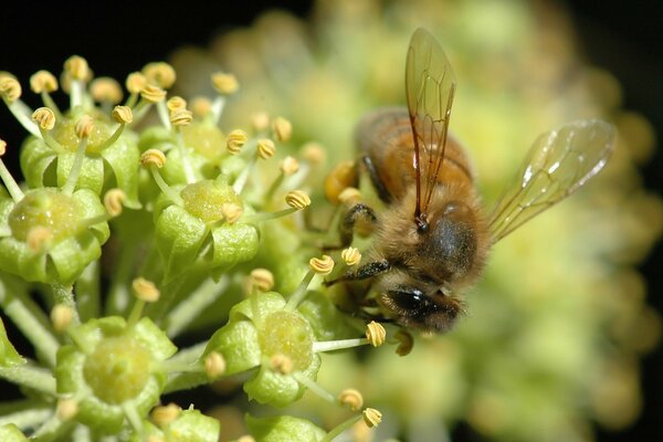 Photographie macro de la faune-abeille recueille nectar