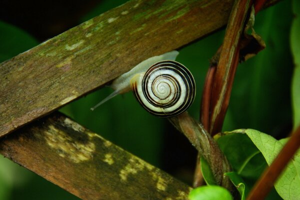 Snail on a piece of wood on a background of green leaves