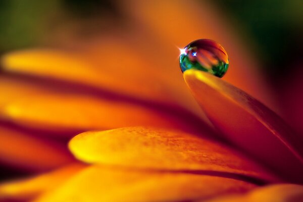 Ein Tropfen Wasser auf einer gelben Blume