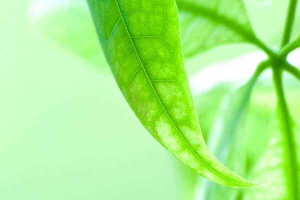 A pale green leaf with streaks