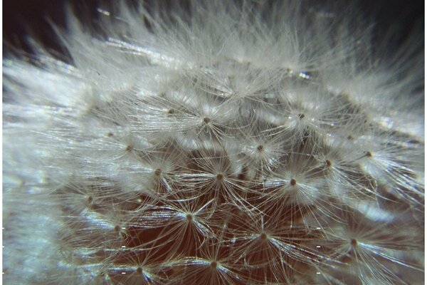 Fiore. Fluff di dente di leone. Dente di leone soffice bianco