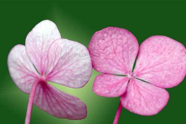 Zwei rosa Blüten auf grünem Hintergrund