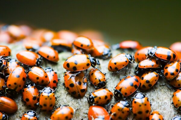 Macro photography of many bright ladybirds