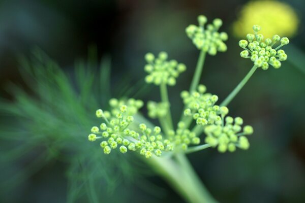 Brindille verte avec fond flou