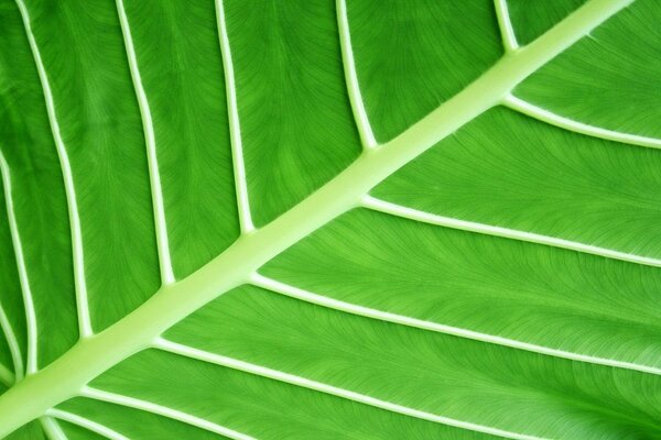 Fotografía macro de las venas de la hoja. Foto clara