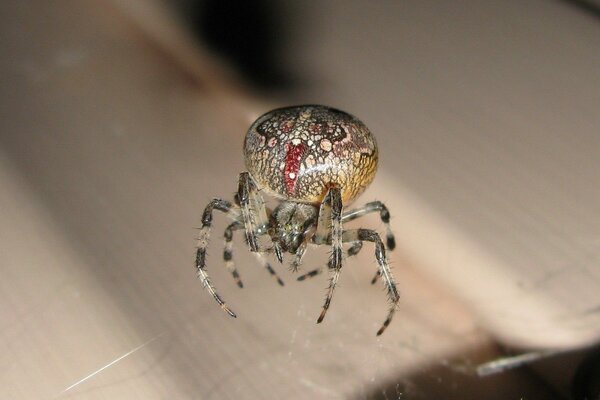 A spider weaves a web in the rays of the sun