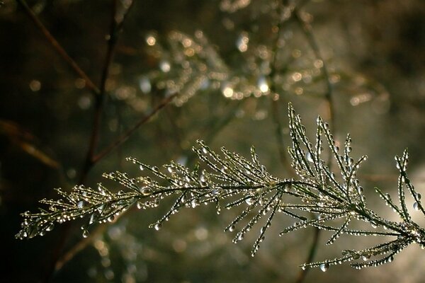 The magic of drops on a tree branch