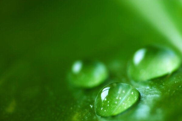 Three drops of water on green leaves on a blurry background