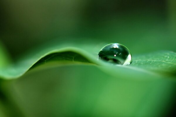 Prise de vue macro d une goutte sur une feuille verte