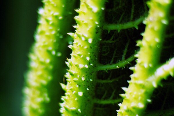 Small thorns of the stem of a green plant