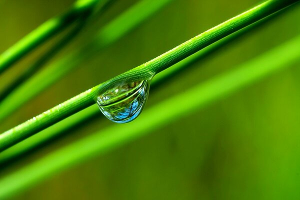 Goccia di rugiada con riflessione blu