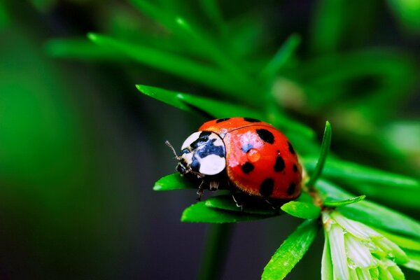 Coccinelle sur une feuille macro