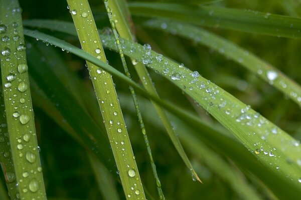 Hojas verdes con gotas de agua