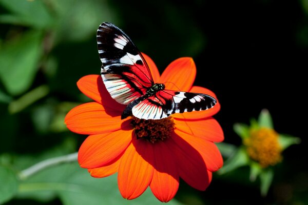 A bright butterfly on an orange flower