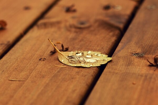 A leaf on a wooden floor with raindrops