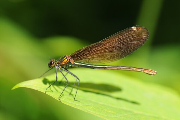 Una libellula ingrandita si siede su una foglia verde