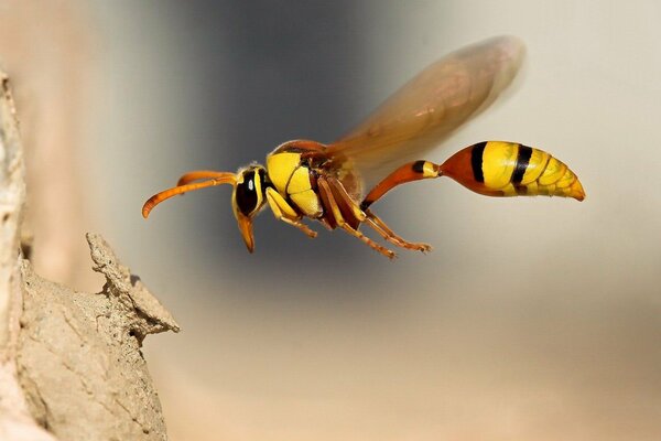 Eine Biene fliegen. Makroaufnahme eines Insekts